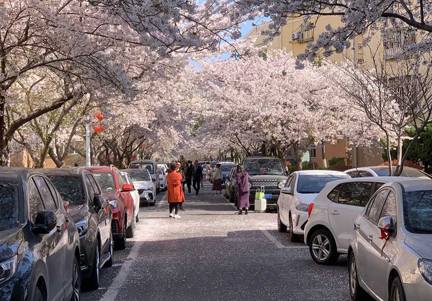 Haozhifeng Machinery organiserar en vårutflykt för att njuta av körsbärsblommor